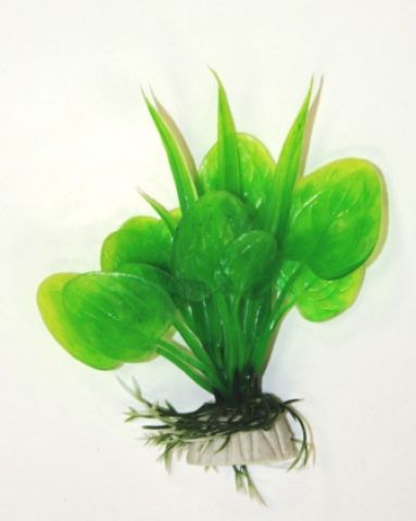 Анубиас зеленый, 10 см (Арт. AP032B-4)